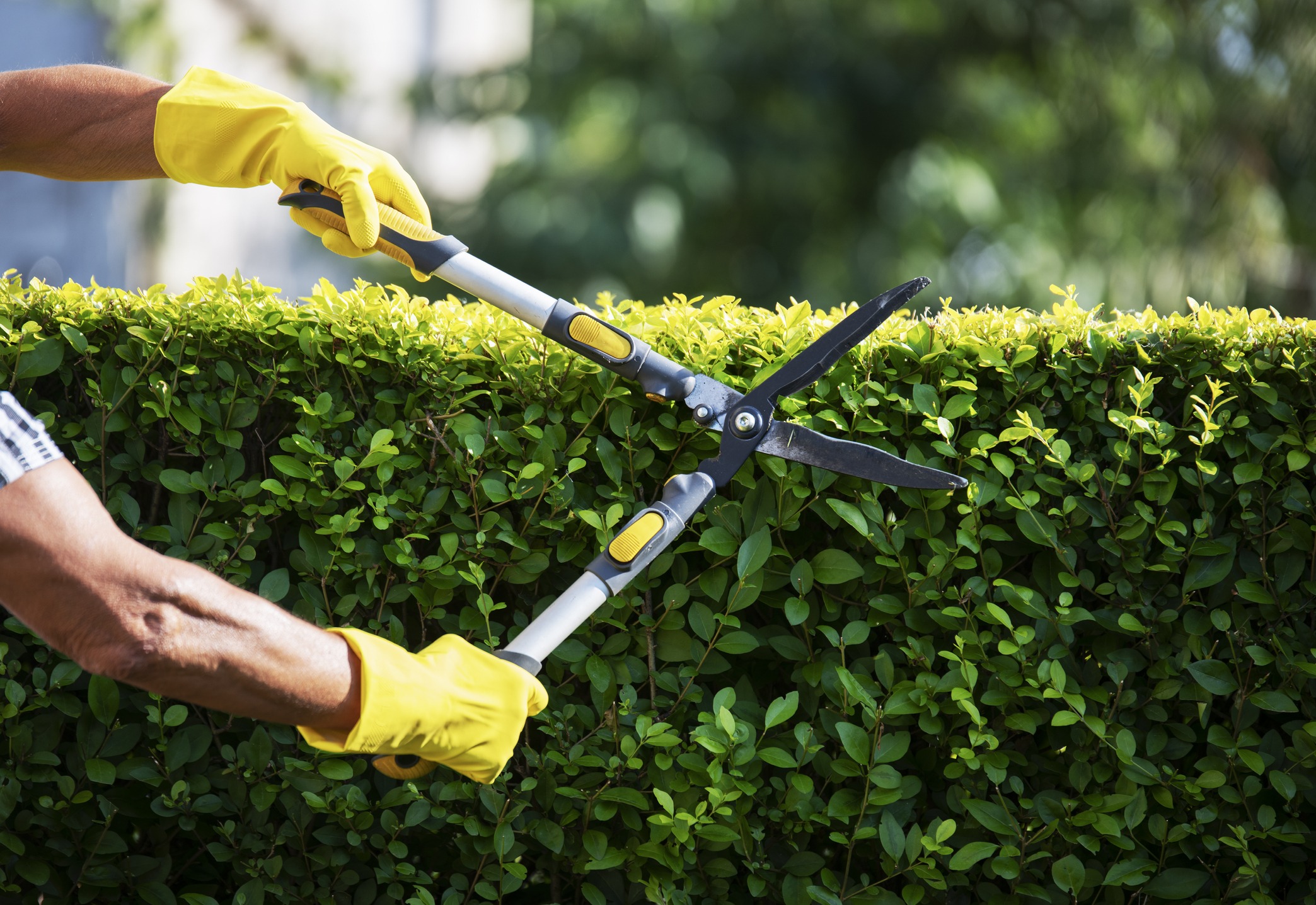 A lawn technician trims the edges of a square hedge.