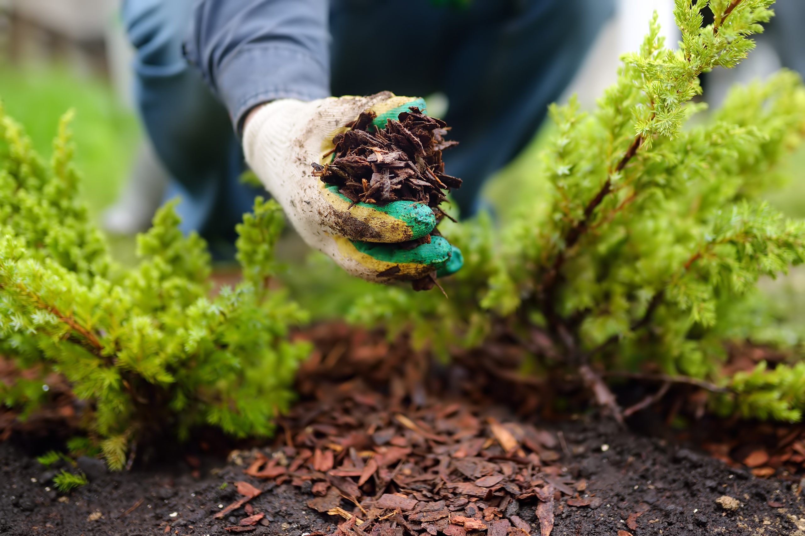 A lawn technician lays down mulch to complement a beautiful lawn.
