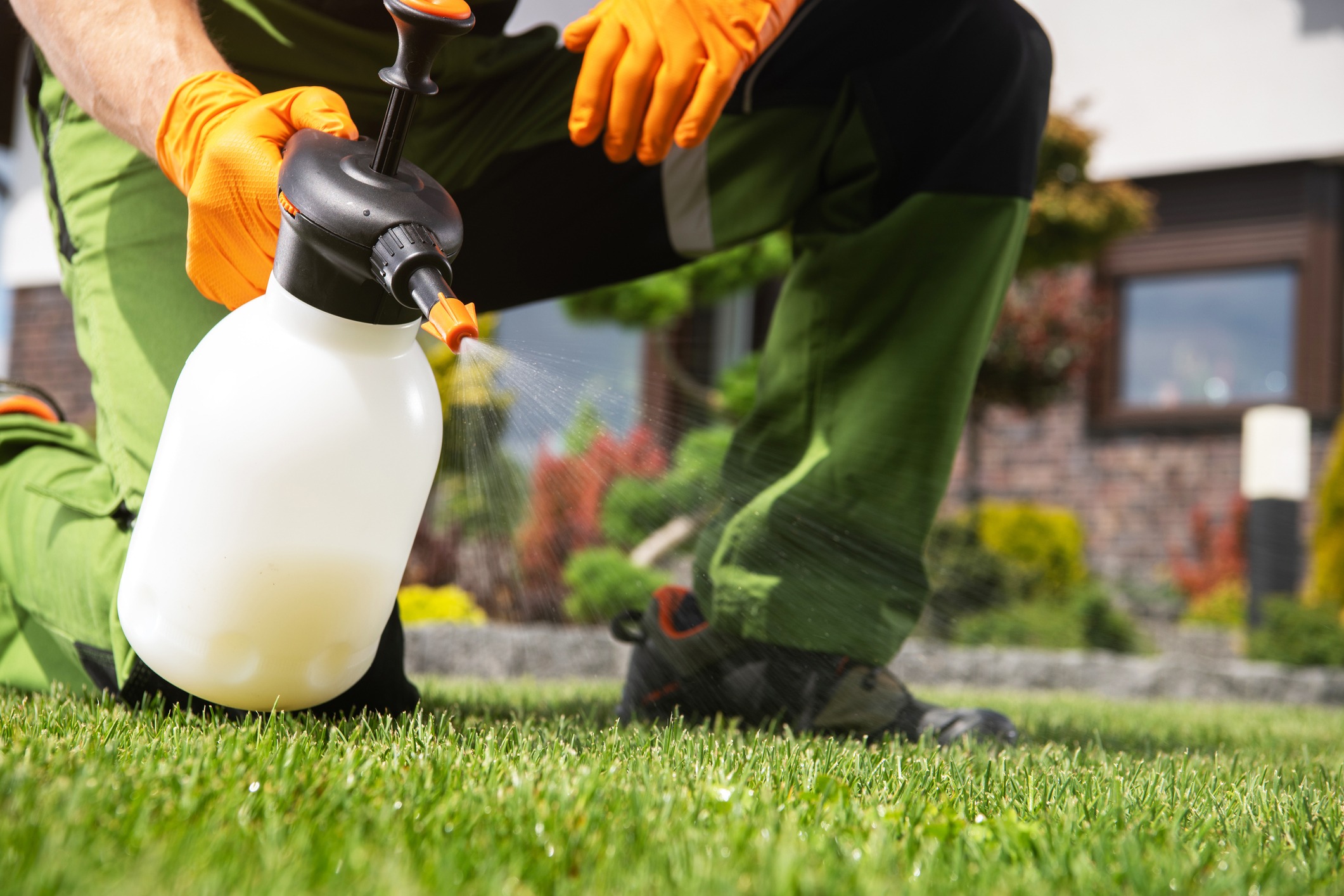 A lawn technician sprays weed fighter on a residential lawn.