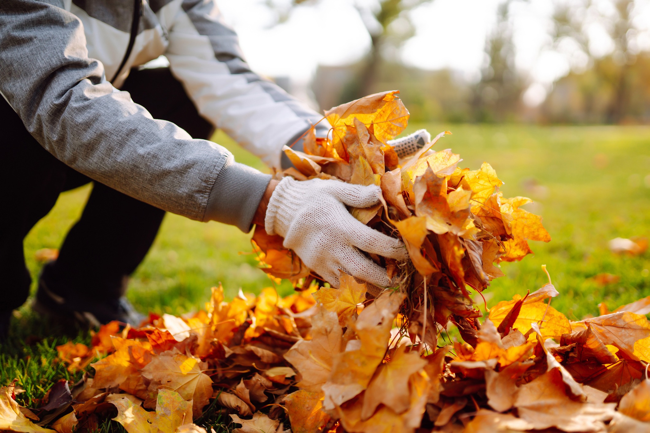 A lawn technician wearing gloves picks up leaves to dispose of them.